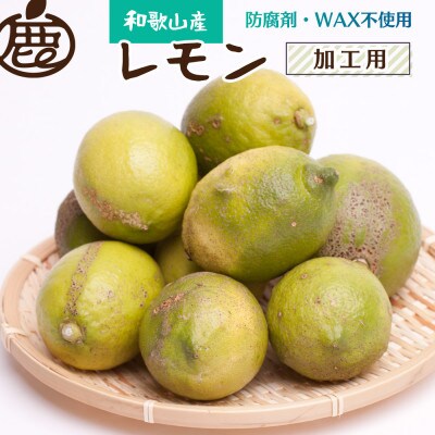 加工用黒潮レモン5kg+150g(傷み補償分)【防腐剤・WAX不使用】【わけあり】【果汁用】