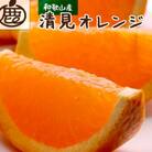 厳選 清見1kg+250g(傷み補償分)【光センサー選果】【樹上完熟きよみオレンジ・清見タンゴール】