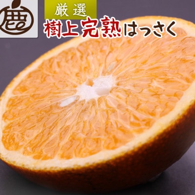 厳選 樹上完熟はっさく1kg+250g(傷み補償分)