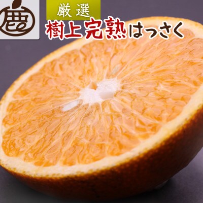 厳選 樹上完熟はっさく10kg+250g(傷み補償分)【有田の春みかん・五月八朔・木生りはっさく】