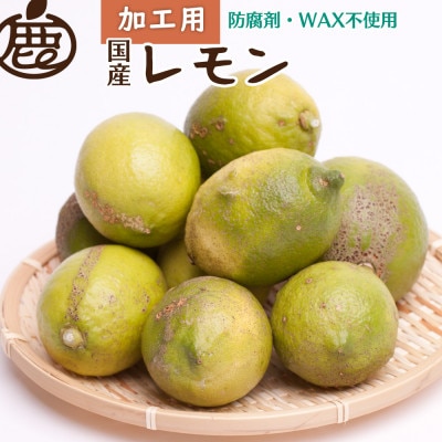 加工用 レモン2.5kg+250g(傷み補償分)【防腐剤・WAX不使用、安心の国産レモン】【訳あり】