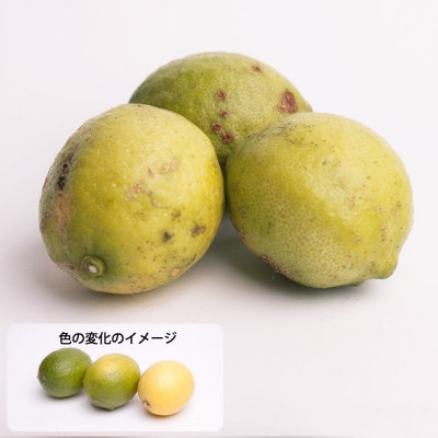 加工用 レモン2.5kg+250g(傷み補償分)【防腐剤・WAX不使用、安心の国産レモン】【訳あり】
