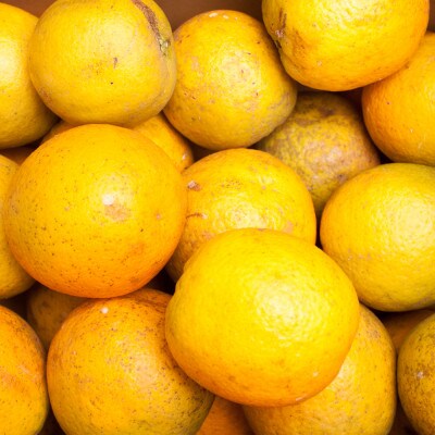 家庭用 バレンシアオレンジ5kg+250g(傷み補償分)【光センサー選果】【訳あり】