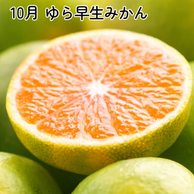 【発送月固定定期便】厳選 柑橘定期便SS(10～12月)全3回