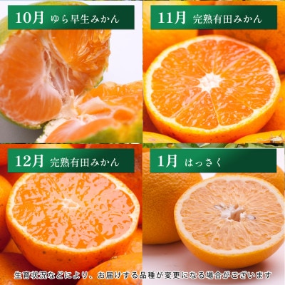 【発送月固定定期便】厳選 柑橘定期便S(毎月)全12回