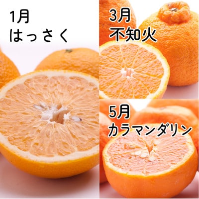 【発送月固定定期便】厳選 柑橘定期便S(奇数月)全6回