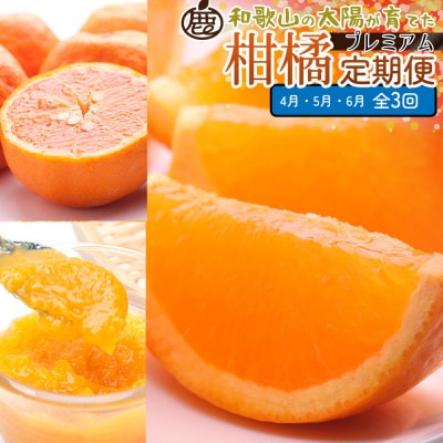 【発送月固定定期便】厳選 柑橘定期便S(4～6月)全3回