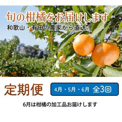 【発送月固定定期便】厳選 柑橘定期便S(4～6月)全3回