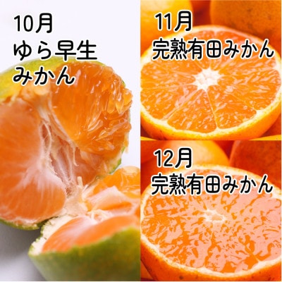 【発送月固定定期便】厳選 柑橘定期便S(10～12月)全3回