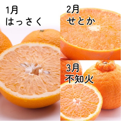【発送月固定定期便】家庭用 柑橘定期便S(1～3月)全3回