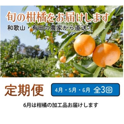 【発送月固定定期便】家庭用 柑橘定期便S(4～6月)全3回