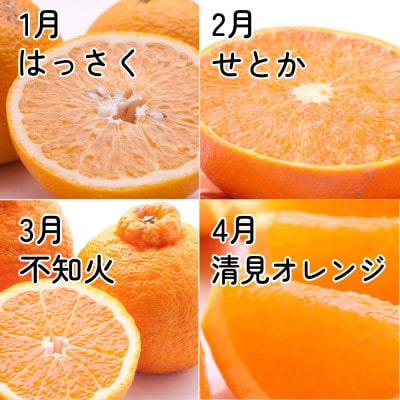 【発送月固定定期便】家庭用 柑橘定期便M(毎月)全12回