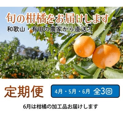 【発送月固定定期便】家庭用 柑橘定期便M(4～6月)全3回