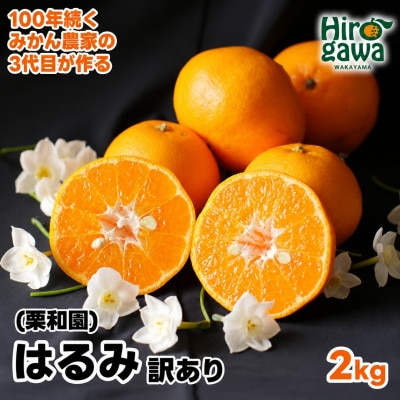 和歌山県有田産　はるみ　約2kg