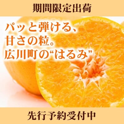 和歌山県有田産　はるみ　約2kg