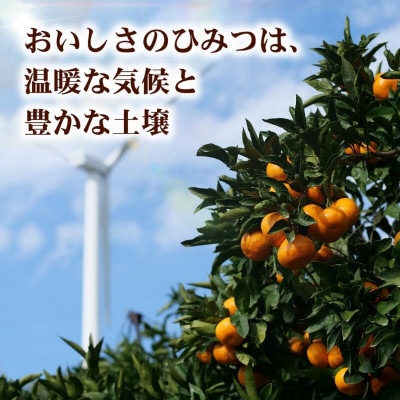 和歌山県有田産　はるみ　約2kg