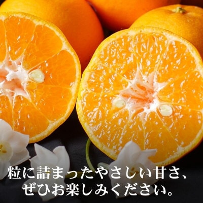 和歌山県有田産　はるみ　約2kg