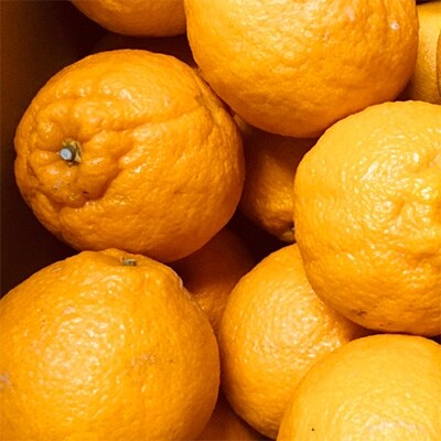 【2026年1月下旬～発送】【人気柑橘】有田育ちの濃厚不知火(ご家庭用)　5kg