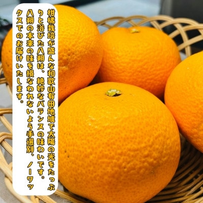 ≪先行予約 2027年2月～発送≫有田育ちの濃厚八朔(ご家庭用・普通八朔又は紅八朔) 5kg