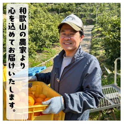 ≪出荷中≫有田育ちの爽快セミノールオレンジ(ご家庭用)　10kg