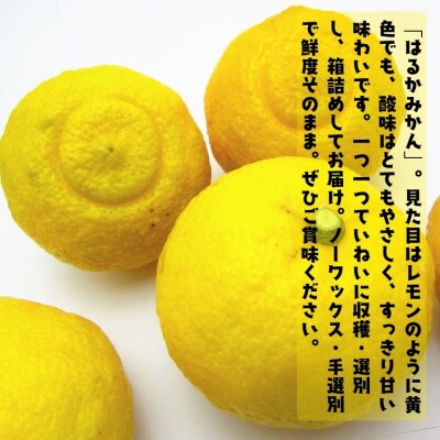 【先行受付・2026年1月～発送】【人気柑橘】有田育ちのご家庭用はるかみかん　7.5kg