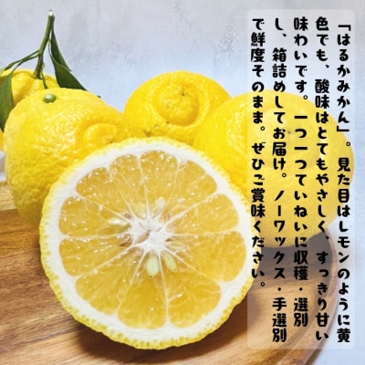 ≪先行受付・2027年1月~発送≫【人気柑橘】有田育ちのご家庭用はるかみかん 7.5kg 【訳あり】