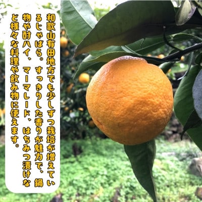 ≪先行予約 2027年1月～発送≫紀州和歌山の完熟じゃばら果実 1kg