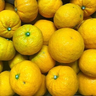 【希少柑橘】紀州和歌山のじゃばら果実 約3kg