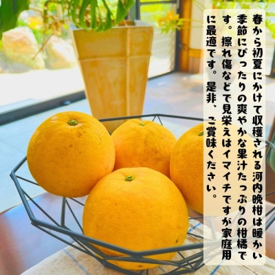≪先行予約 2027年4月～発送≫【爽快柑橘】有田育ちの爽やか柑橘 河内晩柑(ご家庭用) 3.5kg