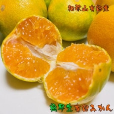 【先行受付　2023年10月より発送】【秋の味覚】有田育ちの濃厚極早生有田みかん　5kg(ご家庭用)