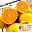 【2025年発送】特撰 ゆら早生有田みかん 5kg
