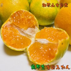 【先行受付　2023年10月より発送】【秋の味覚】厳選!濃厚極早生有田みかん　2kg