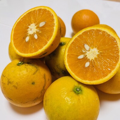 有田育ちの国産バレンシアオレンジ(ご家庭用)　3kg