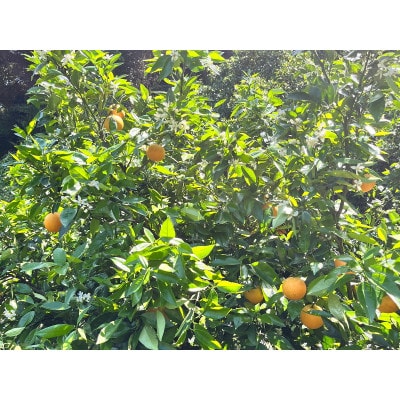 有田育ちの国産バレンシアオレンジ(ご家庭用)　3kg