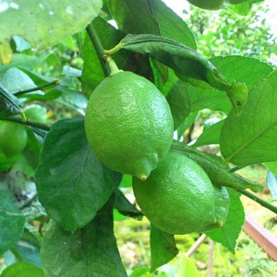 【先行受付 9月末～発送】【国産】紀州和歌山　有田レモン　約2kg