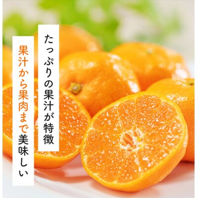 【先行受付 2024年12月～発送】有田育ちのご家庭用完熟有田みかん　4kg