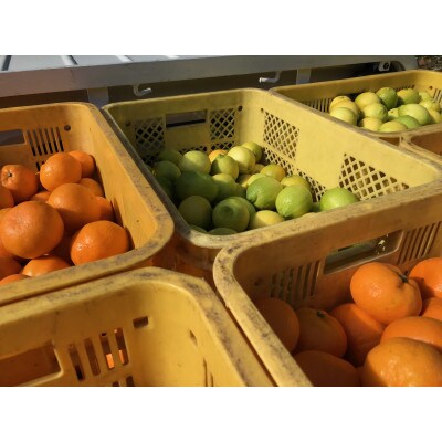 柑橘詰合せセット　3kg