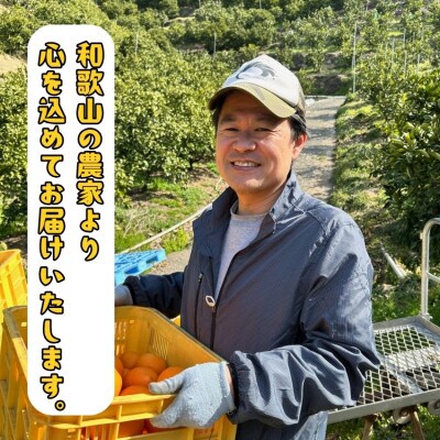 ≪先行予約 2027年4月～発送≫【爽快柑橘】有田育ちの爽やか ご家庭用 河内晩柑 1.5kg