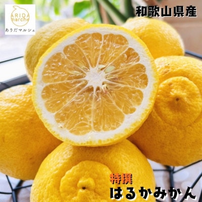 【先行受付・2026年1月～発送】【人気柑橘】特撰　はるかみかん 5kg