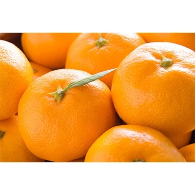 【産直・秀品】和歌山下津みかん10kg(2Sサイズ)(広川町)