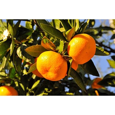 【産直・秀品】和歌山下津みかん10kg(2Sサイズ)(広川町)