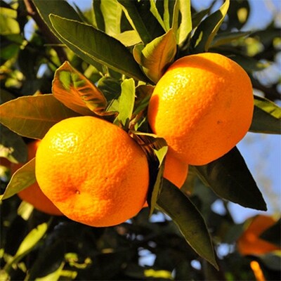 【産直・秀品】和歌山下津みかん約9kg(2Lサイズ) (広川町)
