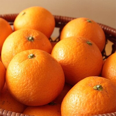 【濃厚】有田産清見オレンジ10kg(M~3Lサイズおまかせ)
