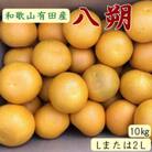 2026年1月より順次発送【広川町】手選果　有田産の八朔約10kg(L・2Lサイズいずれかお届け)