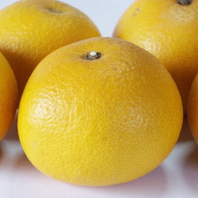 2026年1月より順次発送【広川町】手選果　有田産の八朔約10kg(L・2Lサイズいずれかお届け)