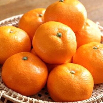有田ブランド「賢みかん」約5kg(Mサイズ・秀品)(広川町)