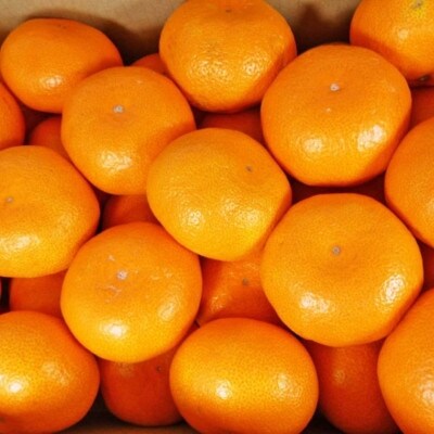 有田ブランド「賢みかん」約5kg(Mサイズ・秀品)(広川町)