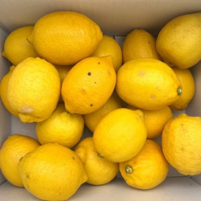 【産直】和歌山産レモン約5kg(サイズ混合)(広川町)