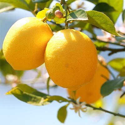 【産直】和歌山産レモン約5kg(サイズ混合)(広川町)