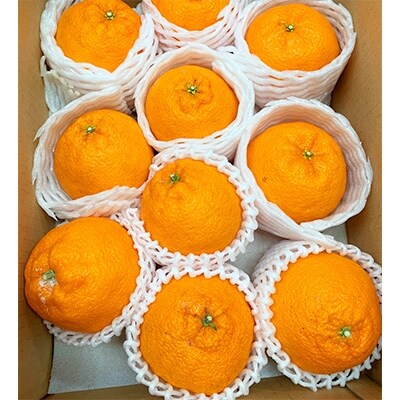 果肉プリプリ!完熟紀州デコ(不知火) 約3kg